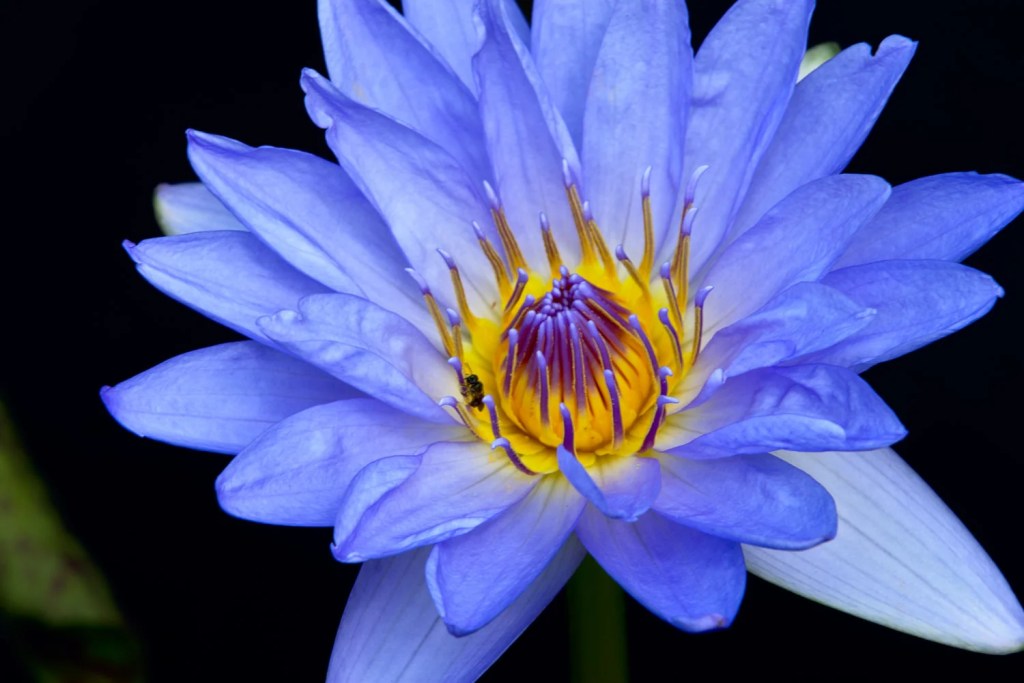 How to Use Blue Lotus in a Skincare Routine (Step-by-Step Guide)